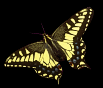 Animation of Butterfly